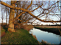 TG2105 : Trees alongside the River Yare at Harford, looking east by Adrian S Pye