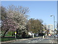 Peckham in the Spring