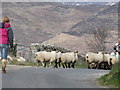 Moving sheep across the Ballinran Road