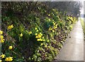 Daffodils near Brixham