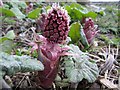 Butterbur (Petasites hybridus)