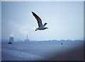 SJ3785 : Lesser Black-backed Gull (Larus fuscus), Otterspool promenade by Mike Pennington
