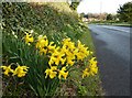 Daffodils near Three Beaches, Waterside