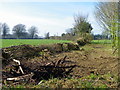 Hedge laying, Grange Farm