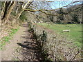 Paddock beside the Afon Ystrad