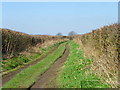 Bridleway near Horningsham