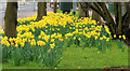 Daffodils, Belfast (4)