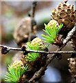 Larch cones, Belfast (2)