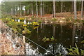 Pond in Newton Heath