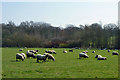 Sheep near Cobbetts Farm