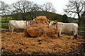 Cattle at Wytch Farm