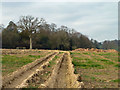 Ruts in a field