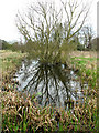 Ditch by Hall Farm, Postwick