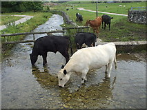 SK2163 : Cattle in stream near Youlgreave by nick macneill