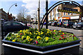 Spring Flowers, Elizabeth Square, Bletchley