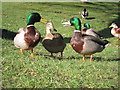 TQ8110 : Mallard Ducks at Alexandra Park by Oast House Archive