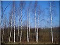 Silver birch, Betula pendula