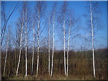 SE3224 : Silver birch, Betula pendula by Mike Kirby