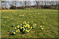 Wild daffodils, Kempley