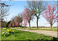 Flowering trees beside Slopers Road, Kidd