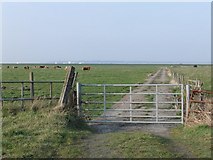 TQ7878 : The landway to St Mary's Bay, Halstow Marshes by Stefan Czapski