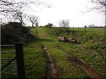 SU9346 : Farm track near Shackleford by Shazz