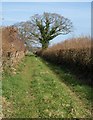 Field access track, Mutterton Moor