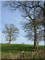 Oaks near Sanguishayes Farm