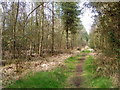 Woodland path, Cannon Hill Plantation