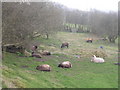 Sheep may safely graze! - Back Lane