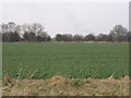 Farmland, Eastrington