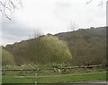 Ravenscliffe Wood - viewed from Norbury Road