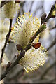 Goat Willow catkins