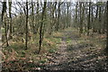 Footpath through the woods near Send Prison