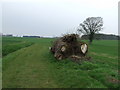 Fallen Tree