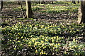 Daffodils in Foxburrow Wood