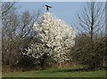 Blossom near Southdown