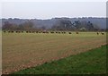 Fallow Deer near Barley End