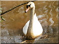 Swan at Virginia Water