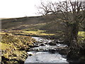 The River West Allen above Wolf Cleugh (3)