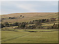 West Allen Dale north of Whiteley Shield (2)