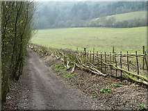 TQ6260 : Recently laid hedge, Pilgrims' Way by Robin Webster