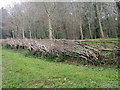 Laid hedge near Whitsbury