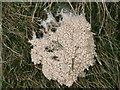 SO3096 : Smaller slime mould on Corndon Hill by Jeremy Bolwell