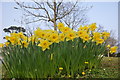 Teignmouth : Daffodils