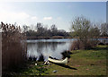 Lake and Canoe