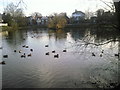 Prickend Pond, Chislehurst