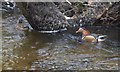 SX7780 : Mandarin ducks, River Bovey by Derek Harper