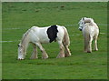 Handsome Dray Horses at Morley, Cheshire