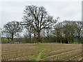 Footpath 406 heads for the tree